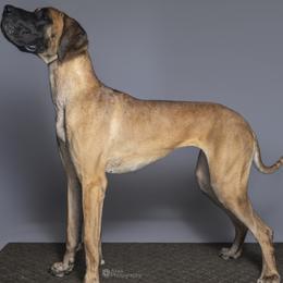 Great Danes from Knightwood Danes