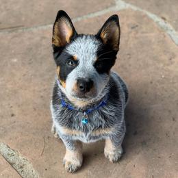 Australian Cattle Dog Puppies from TIN ROOF Australian Cattle Dogs