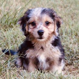 Assorted Doodle Crosses from Porchlight Puppies