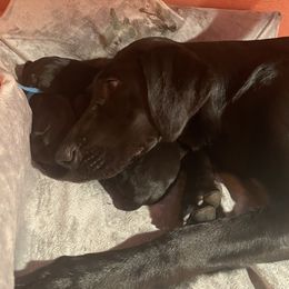 Labrador Retriever Puppies from Dinas Duck Dogs