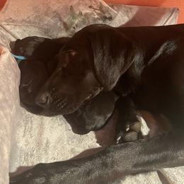 Labrador Retriever Puppies from Dinas Duck Dogs