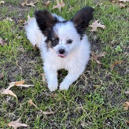 Abby - White black and tan female Papillon puppy in Howe, Oklahoma from Southern Sweet Papillons
