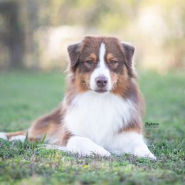 Journey - Australian Shepherd