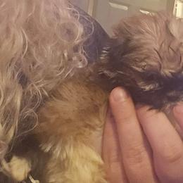 Charlie - Brown male Mal-Shi puppy in Pleasant Hill, Iowa from Courtney Nicole's Mal Shihs & Goldendoodles