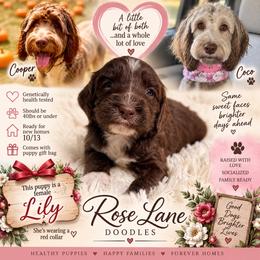 Lily - Red Collar - Brown and white female Bernedoodle puppy in Winfield, Alabama from Rose Lane Doodles