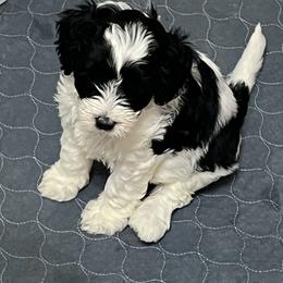 Indie - Black and chalk female Australian Labradoodle puppy in Denton, Texas from Dignity Labradoodles