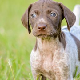 German Shorthaired Pointer and Labrador Retriever Puppies from LL Gun Dogs, LLC