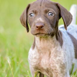 German Shorthaired Pointer and Labrador Retriever Puppies from LL Gun Dogs, LLC