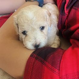 Poodle Puppies from Sun