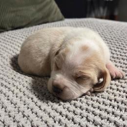 Honey - Lemon female Beagle puppy in Bunch, Oklahoma from Julie’s Jewels Puppies