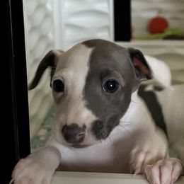 Beau - White and blue Italian Greyhound puppy in Grand Rapids, Michigan from Candace Morris