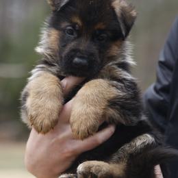 Yellow Boy - Black and red male German Shepherd puppy in Apex, North Carolina from Milestone GSDs