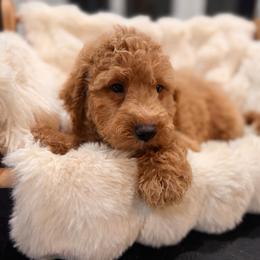 Burn burn burn - Red  male Goldendoodle puppy in North Royalton, Ohio from Johnson's Doodles