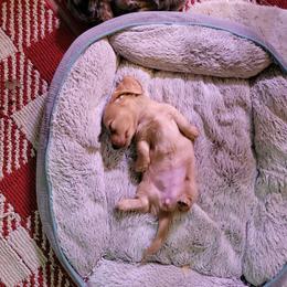 Dachshund Puppies from Hyder's Dachshunds