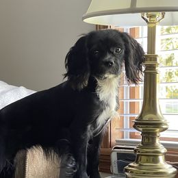 Eugena - Cavalier King Charles Spaniel