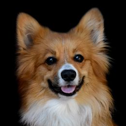 Mesa - Pembroke Welsh Corgi