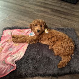 Goldendoodle All Grown Up from Alyssa Xxweetdoodles