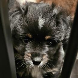 Toy Australian Shepherd Puppies from The Stanley's Little Aussies
