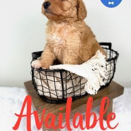 Bernedoodle, Goldendoodle, and Poodle Puppies from Plum Valley Pups
