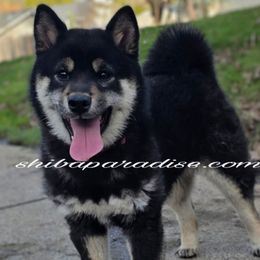 Toki - Shiba Inu