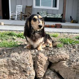 Bandit - Dachshund