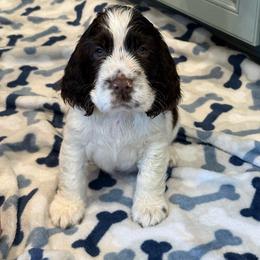 Aussie - Liver and white female English Springer Spaniel puppy in Newport News, Virginia from Sara's English Springer Spaniels