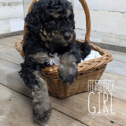 Hemlock - Tri-color female Bernedoodle puppy in Cambridge, Minnesota from Country Meadow Doodles