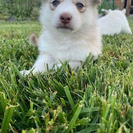 Pomsky Puppies from Promise Land Pomskies