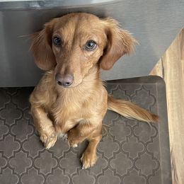 Dachshunds from Spanish Peaks Longhair Mini Dachshunds