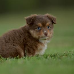Ginny - Red tri female Toy Australian Shepherd puppy in Hartman, Arkansas from Southern Edition Aussies
