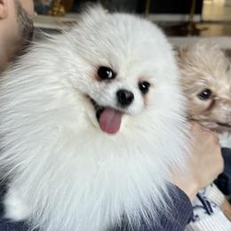 Pomeranians from Laura Velli
