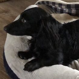 Dachshunds from Murphy's 4 paws and a tail