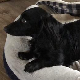 Dachshunds from Murphy's 4 paws and a tail