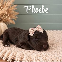Phoebe - Chocolate female Goldendoodle puppy in Charlotte, North Carolina from Hopeful Heart Doodles