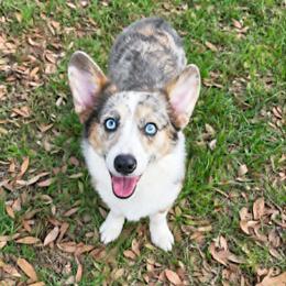 Jules - American Corgi