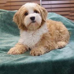 Scarlett - Havanese