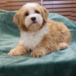 Scarlett - Havanese