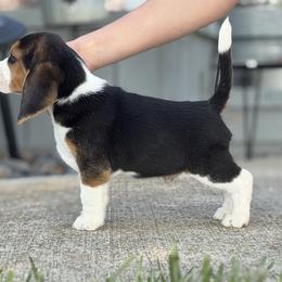 AKC Notch - Black tan and white male Beagle puppy in Chillicothe, Missouri from Tymber Lake Beagles