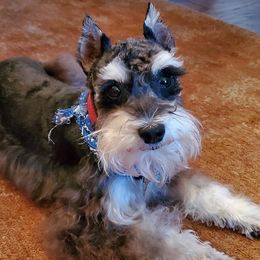 Nikko - Miniature Schnauzer