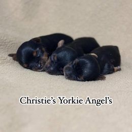 Yorkshire Terrier Puppies from Christie’s Yorkie Angel’s