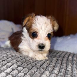 Diamond - Chocolate, tan and white female Yorkshire Terrier puppy in Parma, Ohio from My Exotic Yorkies LLC