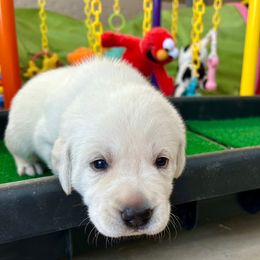 Boy 1 - Yellow male Labrador Retriever puppy in Gilbert, Arizona from Mad Rabbit Labradors