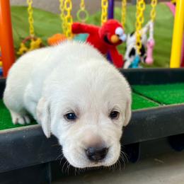Boy 1 - Yellow male Labrador Retriever puppy in Gilbert, Arizona from Mad Rabbit Labradors