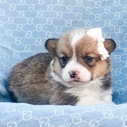Nyla - Sable female Pembroke Welsh Corgi puppy in Oak City, Utah from Shells’ Corgis
