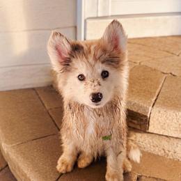 Aster - Merle male Pomsky puppy in Cleveland, Ohio from Lake Point Pomskies