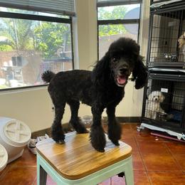 AKC Coco Chanel - Black female Poodle puppy in Maricopa, Arizona from La Petite poodle