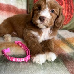 Maple - Red  female Goldendoodle puppy in Ottawa, Ohio from Simply Beautiful Goldendoodles