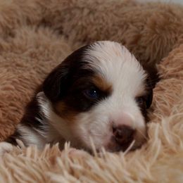 Mochi - Red tri-color female Australian Shepherd puppy in Coatesville, Pennsylvania from Little Acre Aussies