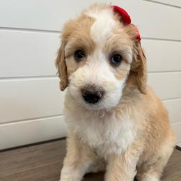 Elsie - Yellow and white female Bernedoodle puppy in Garrettsville, Ohio from Sunset Family Farm