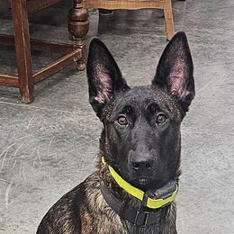 xDutch Shepherd All Grown Up from We Like it Ruff Working K9 Breeding and Training